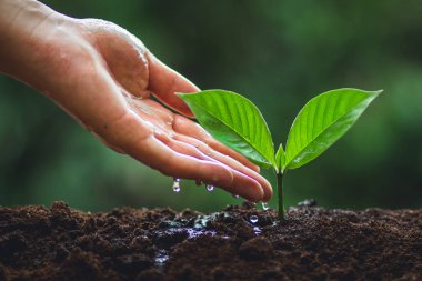 Genç ağaç ağaç dikim bakım doğa bir ağaç sulama