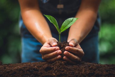 Genç ağaç ağaç dikim bakım doğa bir ağaç sulama