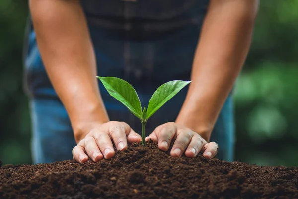 Young tree Tree Planting Tree care Watering a tree in nature