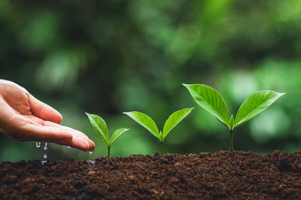Young tree Tree Planting Tree care Watering a tree in nature,Growing trees Three  