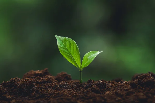 Albero Giovane Piantagione Cura Degli Alberi Innaffiare Albero Natura Crescere — Foto Stock