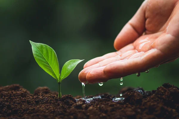 Árbol Plantas Fondo Neutro Primer Plano Planta Verde Fresca Mano —  Fotos de Stock