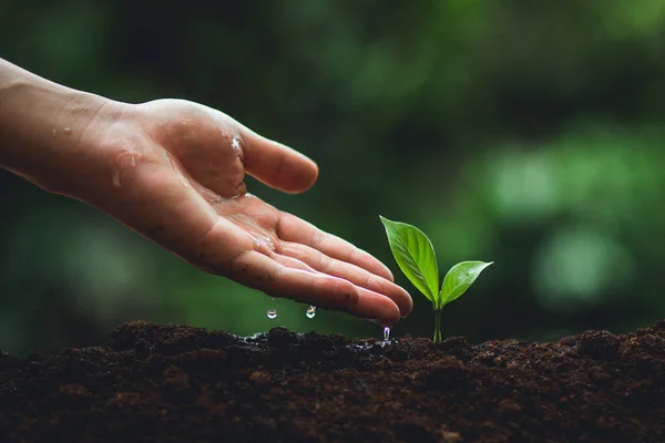 Ağaç bitki nötr arka planda yakın çekim, taze yeşil bitki, Genç El ağaç ele