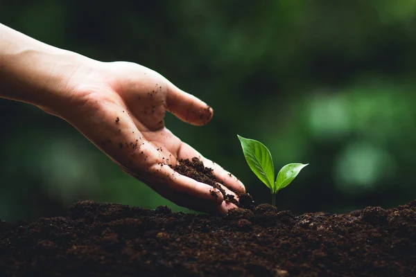 Planta Árvore Fundo Neutro Close Fresh Green Plant Jovem Mão — Fotografia de Stock