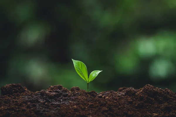 Planta Árvore Fundo Neutro Close Fresh Green Plant Jovem Mão — Fotografia de Stock