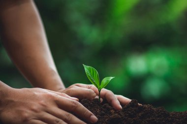 Ağaç bitki nötr arka planda yakın çekim, taze yeşil bitki, Genç El ağaç ele