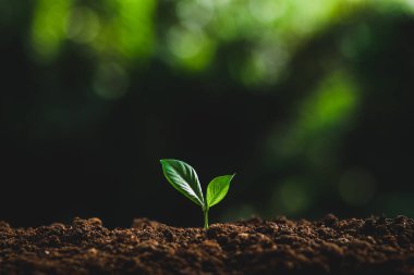 Ağaç bitki nötr arka planda yakın çekim, taze yeşil bitki, Genç El