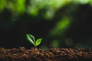 Ağaç bitki nötr arka planda yakın çekim, taze yeşil bitki, Genç El