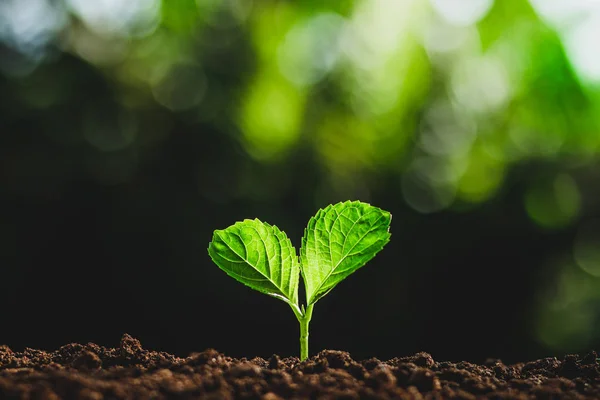 Hermosa Naturaleza Bokeh Verde Árbol Plantas Fondo Neutro Primer Plano — Foto de Stock