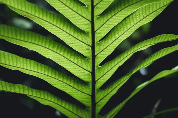 Fondo Hoja Verde Helecho Fresco —  Fotos de Stock