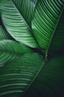 Yaprak yeşil arka plan koyu yeşil yaprakları