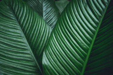 Yaprak yeşil arka plan koyu yeşil yaprakları