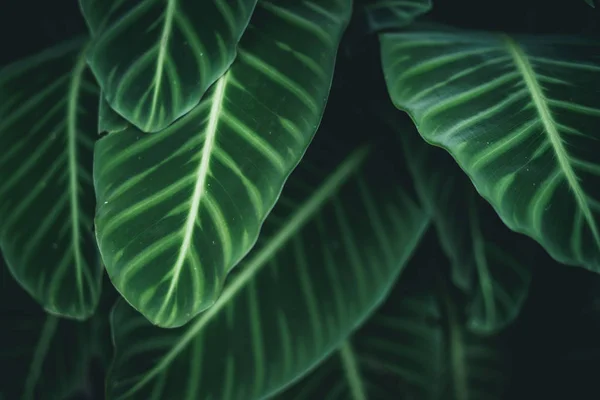 Hojas Verdes Antecedentes Naturaleza Tono Oscuro — Foto de Stock