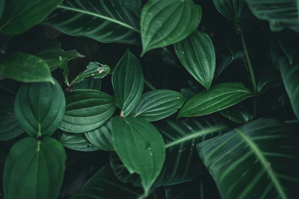 Gröna Blad Bakgrund Natur Mörk Ton — Stockfoto