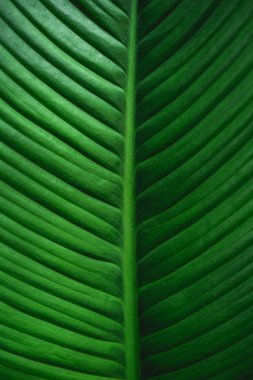 Yaprak yeşil arka plan koyu yeşil yaprakları