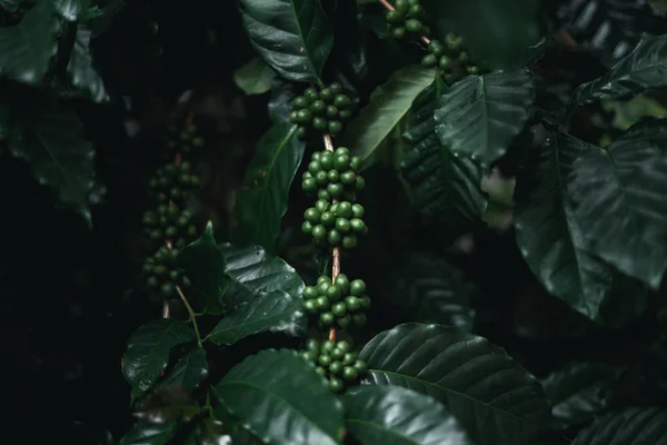 Café Salvaje Arabica Café Verde Oscuro Naturaleza —  Fotos de Stock