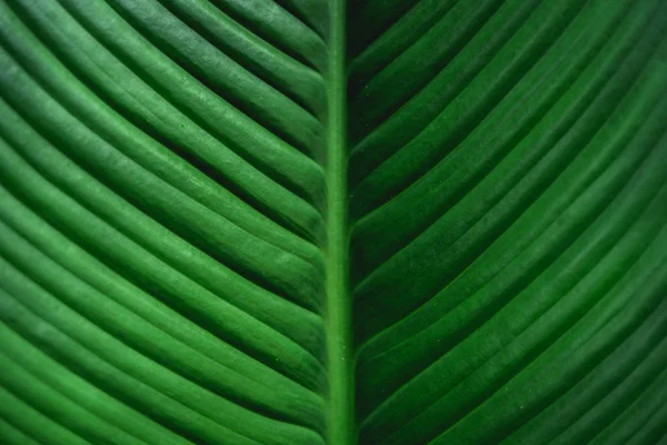 Fondo Hoja Verde Hojas Verde Oscuro — Foto de Stock