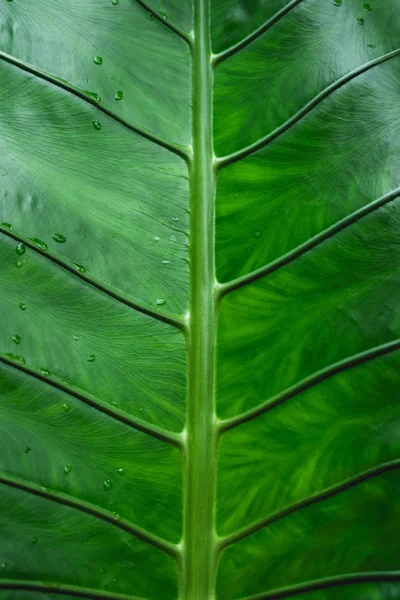 Fondo Hoja Verde Hojas Verde Oscuro — Foto de Stock