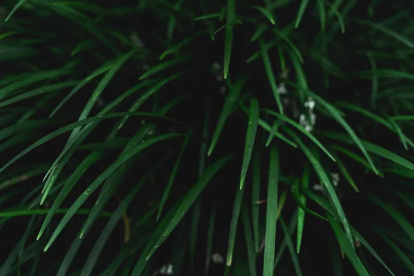 Green leaf background Dark green leaves