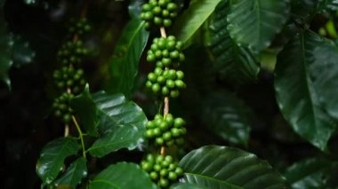 Doğada vahşi Arabica koyu yeşil kahve