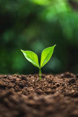 nötr arka planda yakın çekim taze yeşil bitki ağaç bitki