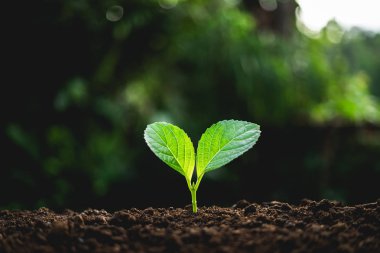 nötr arka planda yakın çekim taze yeşil bitki ağaç bitki
