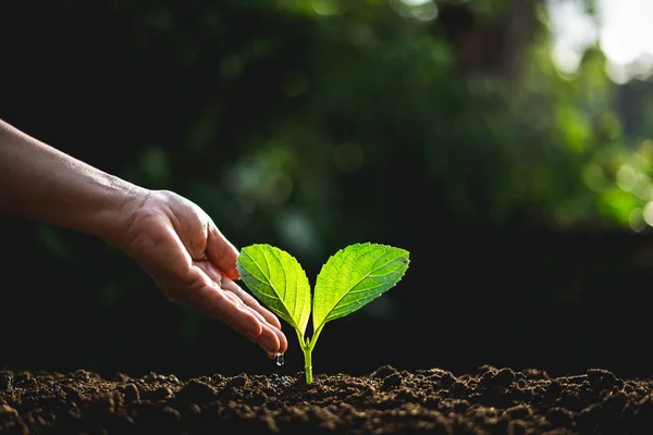 Arbre Végétal Arrière Plan Neutre Gros Plan Plante Verte Fraîche — Photo