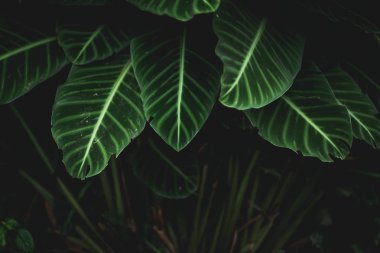 Yeşil arka plan doğasını koyu tonda terk eder