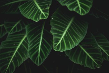 Yeşil arka plan doğasını koyu tonda terk eder