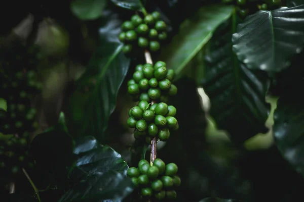 Café Salvaje Arabica Café Verde Oscuro Naturaleza —  Fotos de Stock