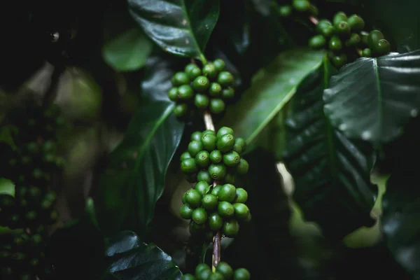 Dziki Kawa Arabica Ciemny Zielony Przyrodzie — Zdjęcie stockowe