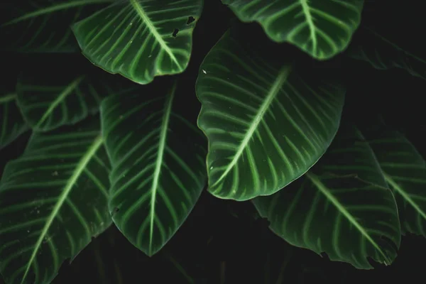 Folhas Verdes Fundo Natureza Tom Escuro — Fotografia de Stock