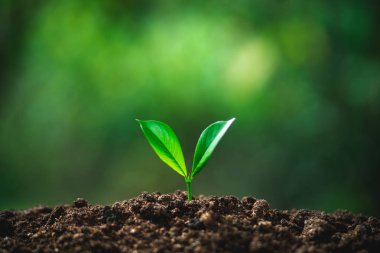 ağaç arka planda tarafsız yakın çekim, taze yeşil planı