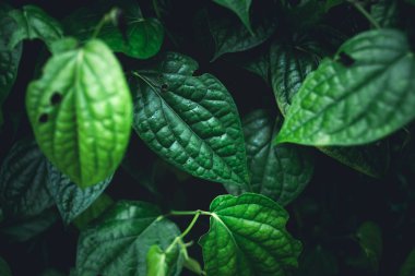 Yeşil arka plan doğasını koyu tonda terk eder