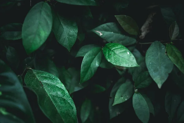 Groene Bladeren Achtergrond Natuur Donkere Toon — Stockfoto