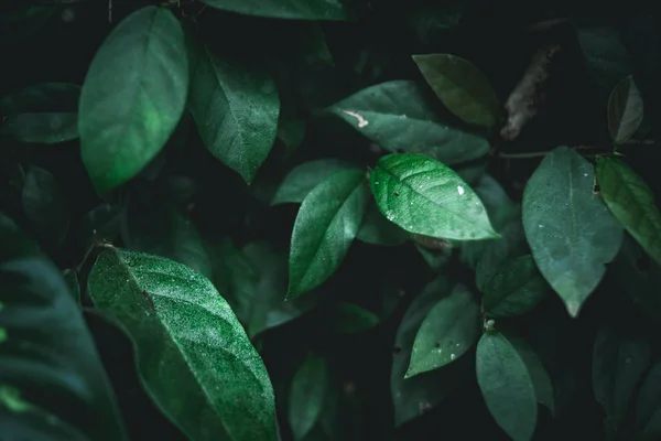 Hojas Verdes Antecedentes Naturaleza Tono Oscuro — Foto de Stock