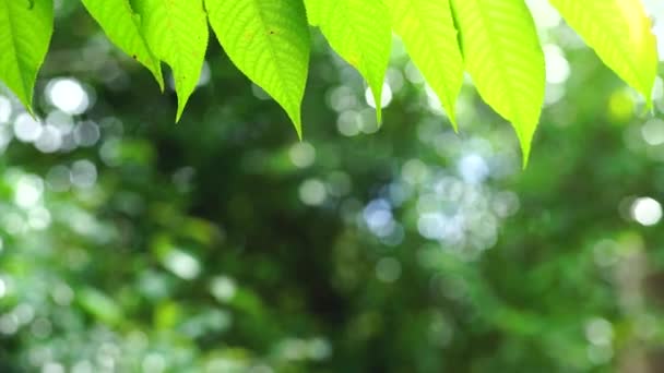 Gröna Blad Och Bokeh Bakgrund — Stockvideo