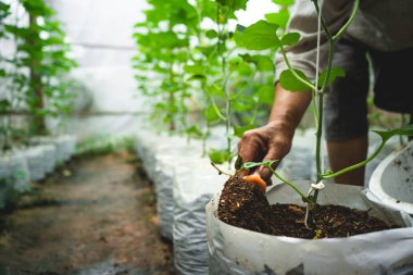 Kavun ağacı yaprak onay sera, büyüyen içinde