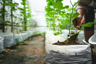 Kavun ağacı yaprak onay sera, büyüyen içinde