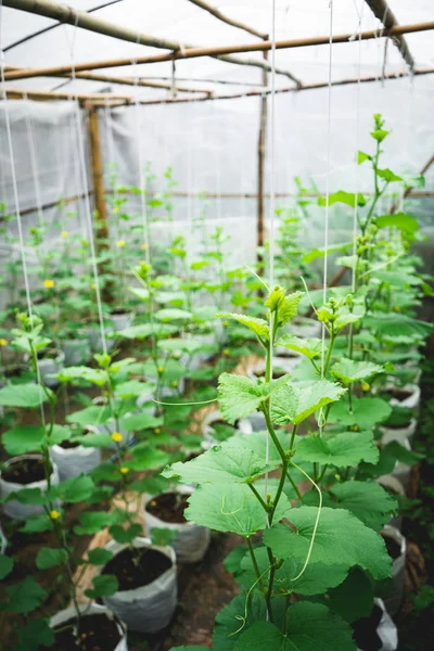 Melon Tree Growing Greenhouse Leaf Check — Stock Photo, Image