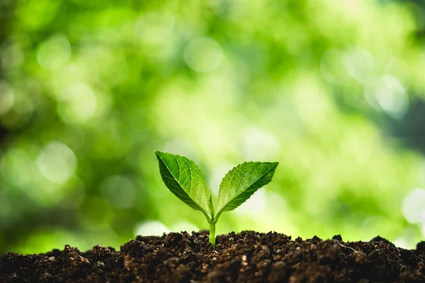 Een Jonge Groene Plant Groeit — Stockfoto