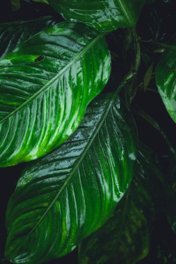 Yeşil yaprakları arka planda yağmur mevsimi