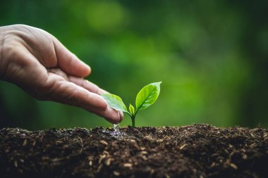 Bitki a ağaç, eski el sulama küçük ağaçlar kahve ağacı