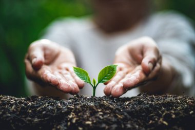 Bitki a ağaç, eski el sulama küçük ağaçlar kahve ağacı