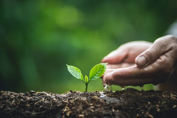 Plant a tree,Old hand Watering small trees Coffee tree