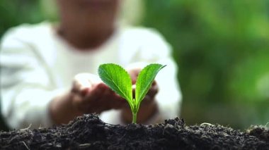 Bitki a ağaç ağaç kahve doğada sulama