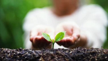 Bitki a ağaç ağaç kahve doğada sulama 