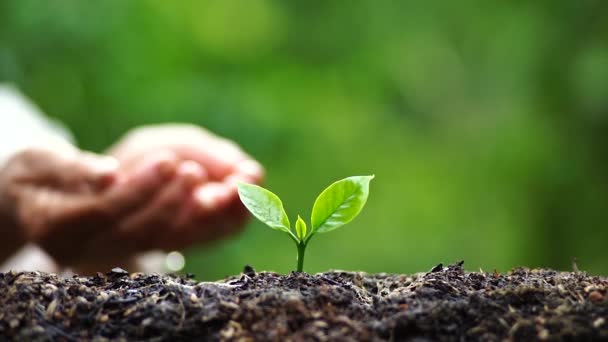 Plantez Arbre Arrosage Arbre Café Dans Nature — Video