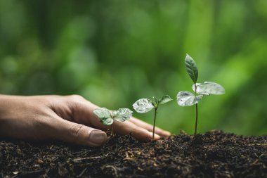 Bitki a ağaç ağaç kahve doğada sulama