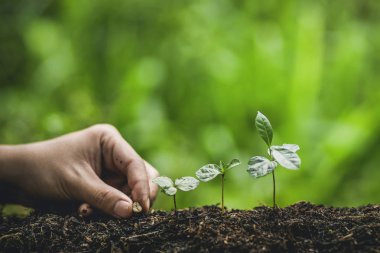 Bitki a ağaç ağaç kahve doğada sulama